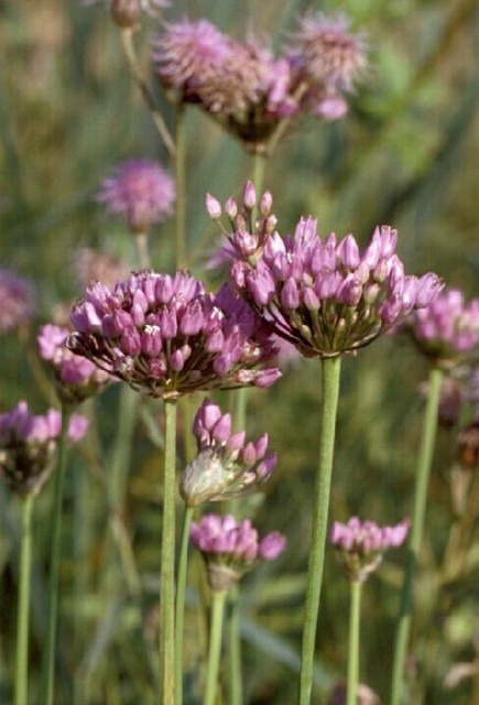 LRT 6440 Brenndoldenwiese - Kantenlauch (Allium angulosum)