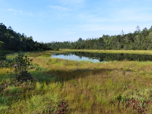 LRT 7110 Naturnahes Hochmoor im NSG Dornacher Ried