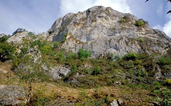 LRT 8210 Kalkfelsen mit Felsspaltenvegetation im NSG Stiegelesfels