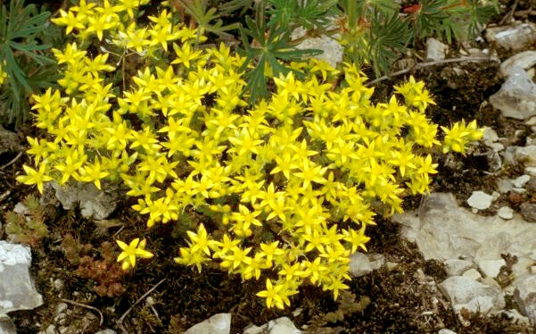 LRT 8230 Pionierrasen auf Silikatfelskuppen - Scharfer Mauerpfeffer (Sedum acre)