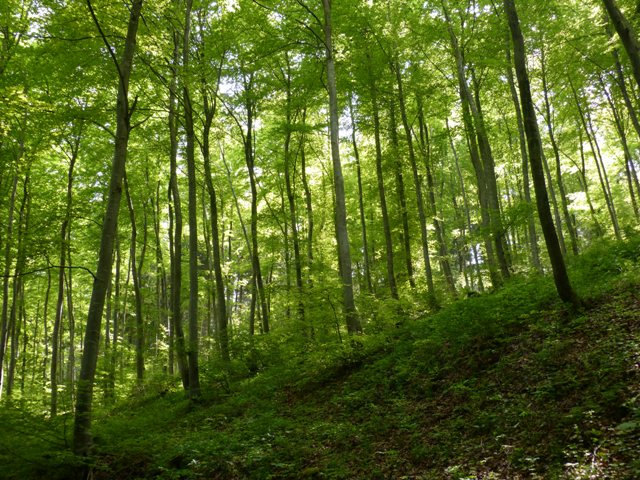 LRT 9130 Waldmeister-Buchenwald