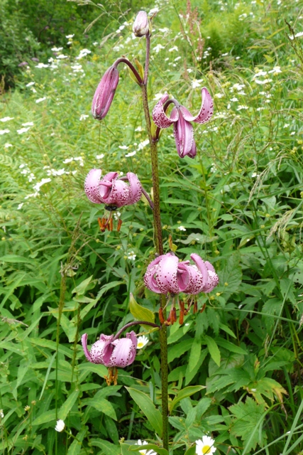 LRT 9140 Subalpine Buchenwälder - Türkenbund (Lilium martagon)