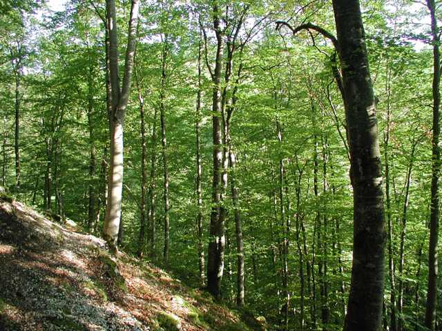 LRT 9180 Schlucht- und Hangmischwälder bei Bad Urach