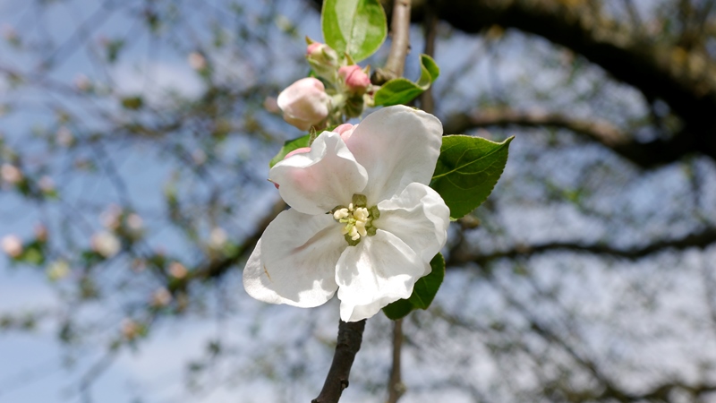 Apfelblüte des Gravensteiners im Murgtal