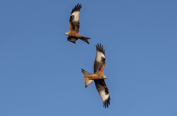 Zwei adulte Rotmilane im Flug