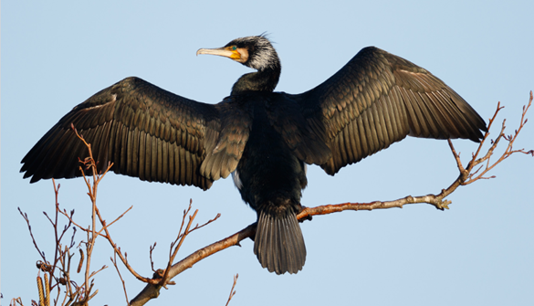 Kormoran mit ausgebreiteten Flügeln auf Ast sitzend Kormoran mit ausgebreiteten Flügeln auf Ast sitzend