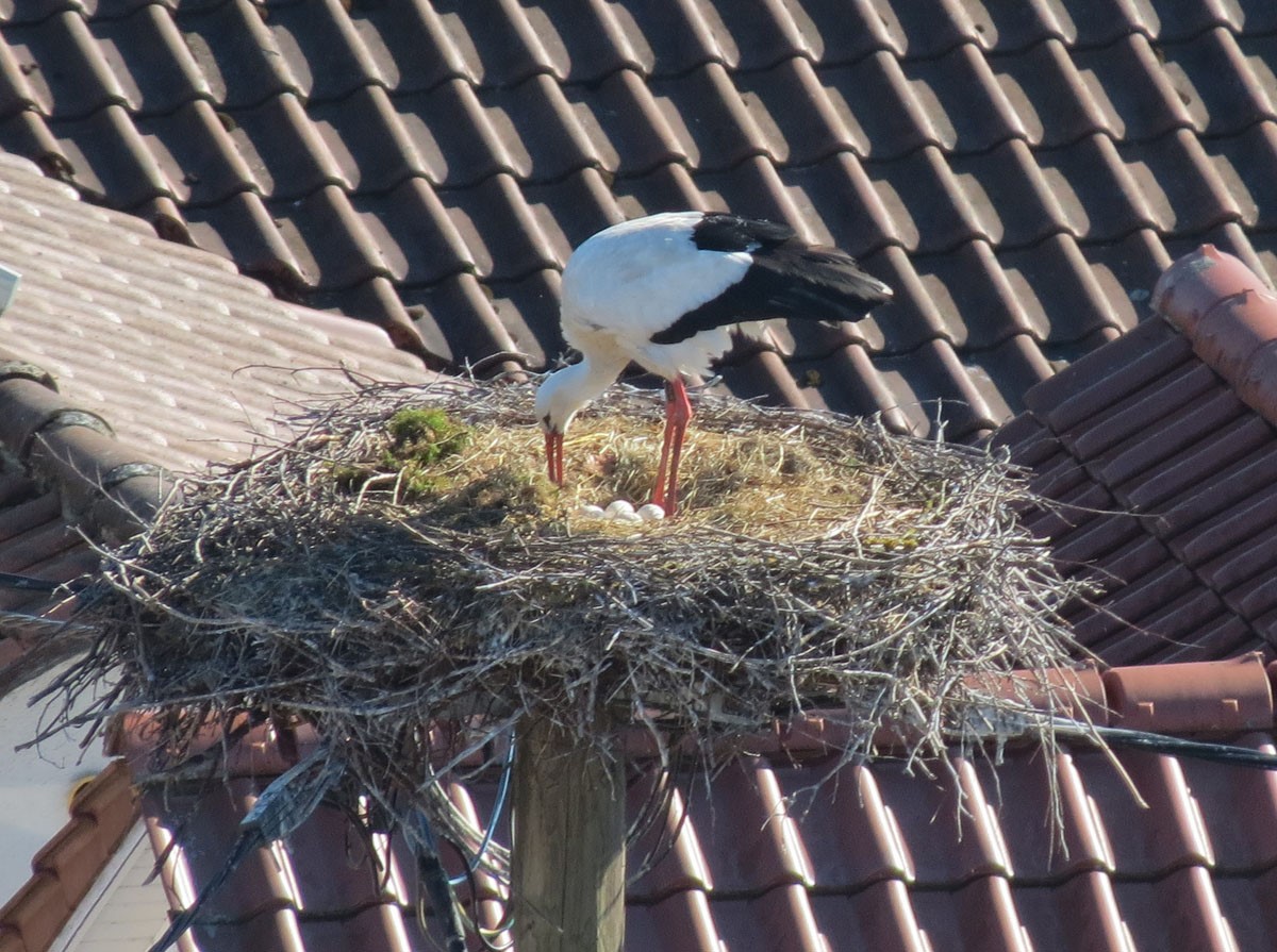 Weißstorch in seinem Horst, umringt von Hausdächern Weißstorch in seinem Horst, umringt von Hausdächern