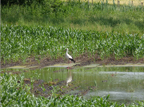 Weißstorch an einer Wassermulde auf einer landwirtschaftlich genutzten Fläche Weißstorch an einer Wassermulde auf einer landwirtschaftlich genutzten Fläche