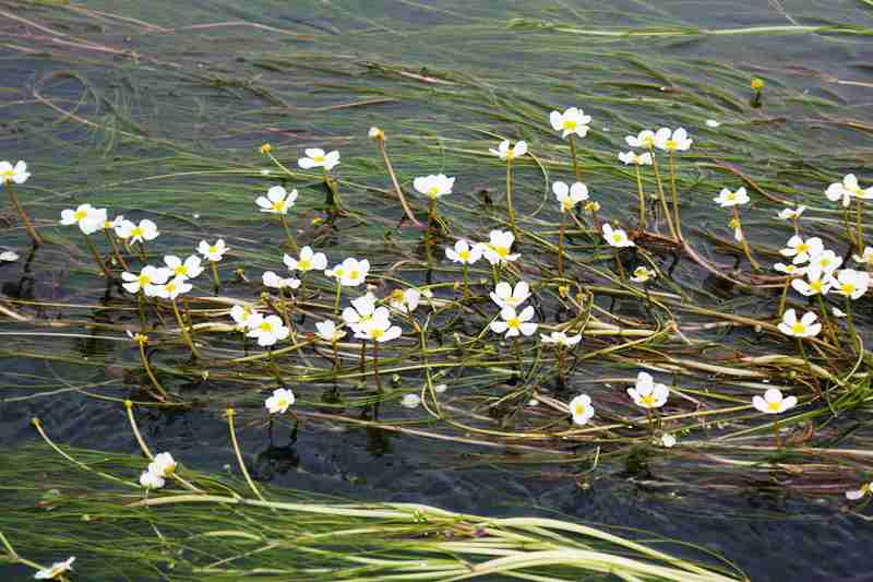 Flutender Hahnenfuß