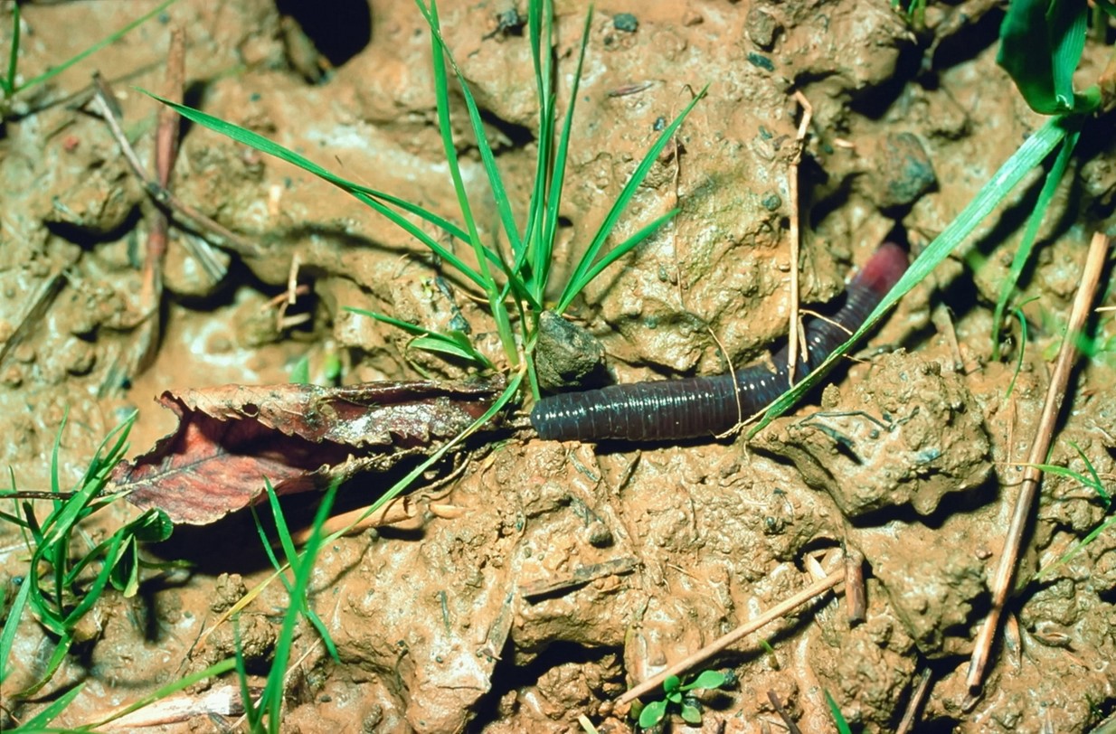 Lumbricus terrestris
