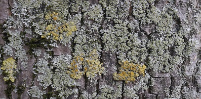 Das Bild zeigt Flechten, die auf der Baumrinde leben.