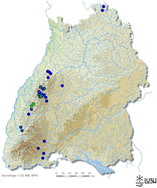 Gezeigt wird eine Karte Baden-Württembergs, in der die Ergebnisse der Makrozoobenthosuntersuchungen aus dem Jahr 2007 als kleine Punkte und 2010 als große Punkte eingetragen sind. Blaue Punkte stehen dabei für die Qualitätsklasse "sehr gut" und grüne Punkte für die Klasse "gut". Die Untersuchungen wurden zumeist im Schwarzwald durchgeführt. Blaue und grüne Punkte halten sich in etwa die Waage.