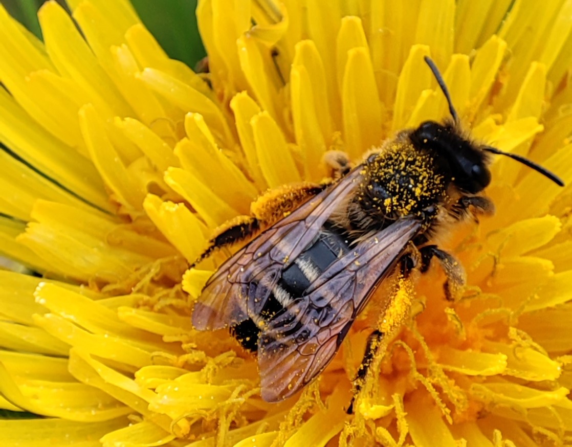 Insekt auf einer gelben Blüte