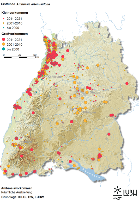 Dargestellt ist eine Karte Baden-Württembergs, in der die Erstfunde der Ambrosia artemisiifolia als farbige Punkte eingezeichnet sind. Dabei werden drei Zeiträume bis 2000 als blaue Punkte, 2001 bis 2010 als gelbe Punkte und 2011 bis 2021 als rote Punkte betrachtet. Großvorkommen werden mit großen Punkten und Kleinvorkommen mit kleineren Punkten symbolisiert. Die höchste Konzentration von Ambrosia findet sich am Oberrheingraben. Die Art hat sich von Süden und Westen aus in Richtung Osten und Norden in ehemals kühlere Gebiete ausgebreitet.