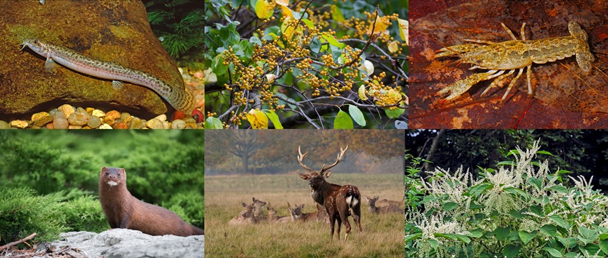 Collage aus sechs invasiven Arten. Asiatischer Schlammpeitzger (Misgurnus anguillicaudatus), Rundblättrigen Baumwürger (Celastrus orbiculatus), Kalikokrebs (Faxonius immunis), Mink, Sikahirsch (Cervus nippon), Japanischer Staudenknöterich (Fallopia japonica).