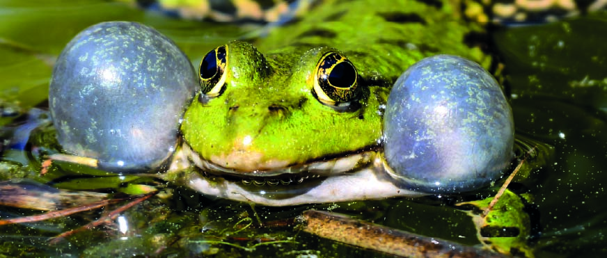  Bild zeigt einen rufenden Wasserfrosch 