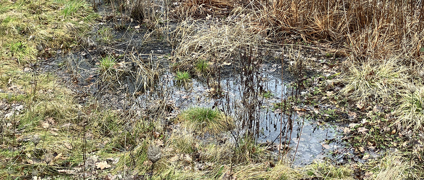  Eine mit Regenwasser gefüllte Versickerungsmulde. Thema: Sickerwasser