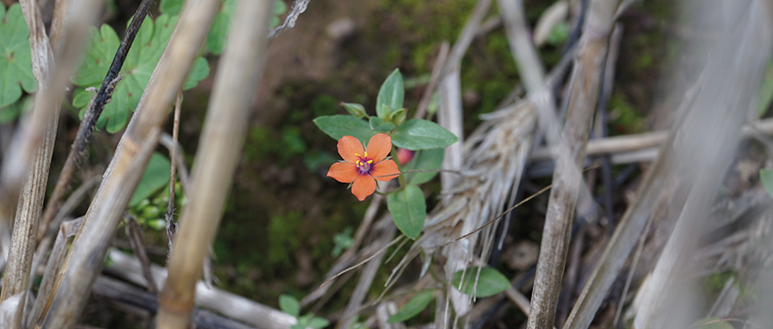 Acker-Gauchheil, Anagallis arvensis: Kleine Pflanze mit orangener Blüte, umgeben von vertrockneten Pflanzenteilen