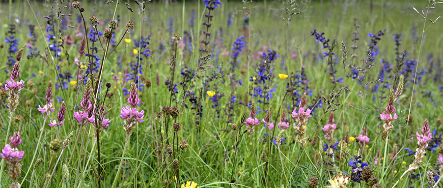  Bunte, artenreiche Wiese mit verschiedenen Wildblumen und Gräsern.