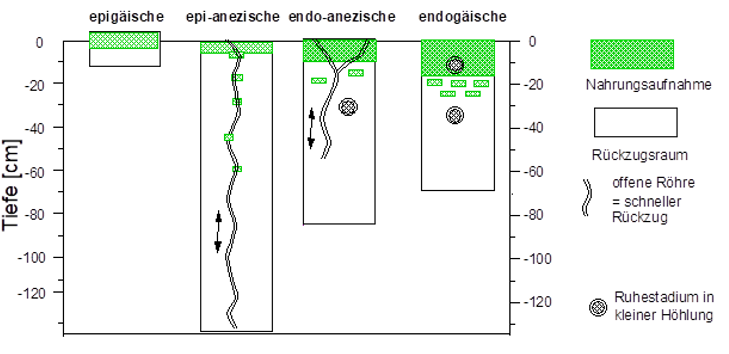 Auf der Grafik sieht man die Nahrungs- und Rückzugsräume von unterschiedlichen ökologischen Gruppen der Regenwürmer, darunter die epigäischen, epi-anezischen, endo-anezischen und endogäischen Regenwürmer