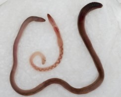 Die invasive Art Aporrectodea nocturna (großer dunkler Wurm) im Vergleich zur nahe verwandten Art A. caliginosa.