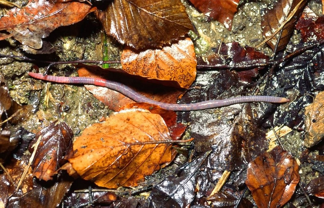 Man sieht einen Octolasion tyrtaeum an der Bodenoberfläche