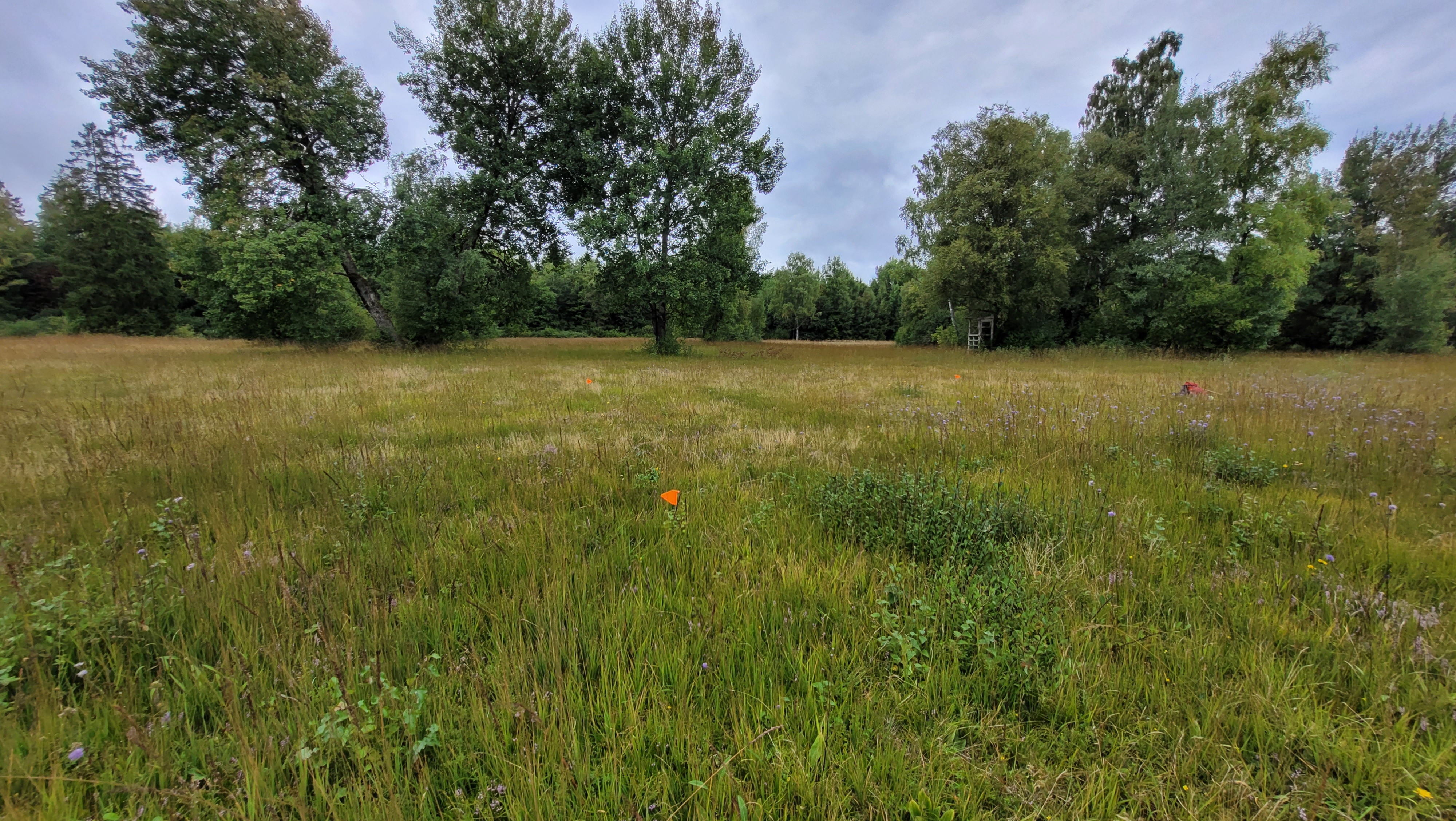 Blick auf eine zur Aufnahme markierte Grünlandflächen