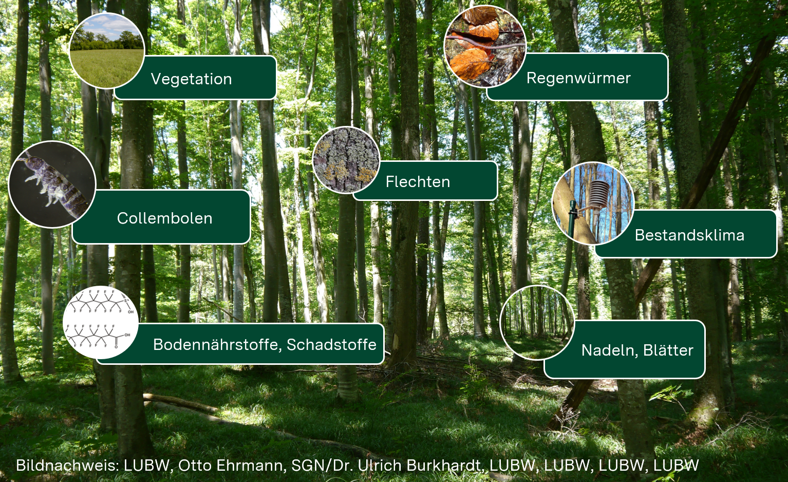 Überblick über das Biologische Messnetz und die verschiedenen Untersuchungen. Zu den verschiedenen Untersuchungen zählen die Vegetation, Regenwürmer, Springschwänze, Flechten, das Bestandsklima, Bodennährstoffe und Schadstoffe und Nadeln und Blätter.