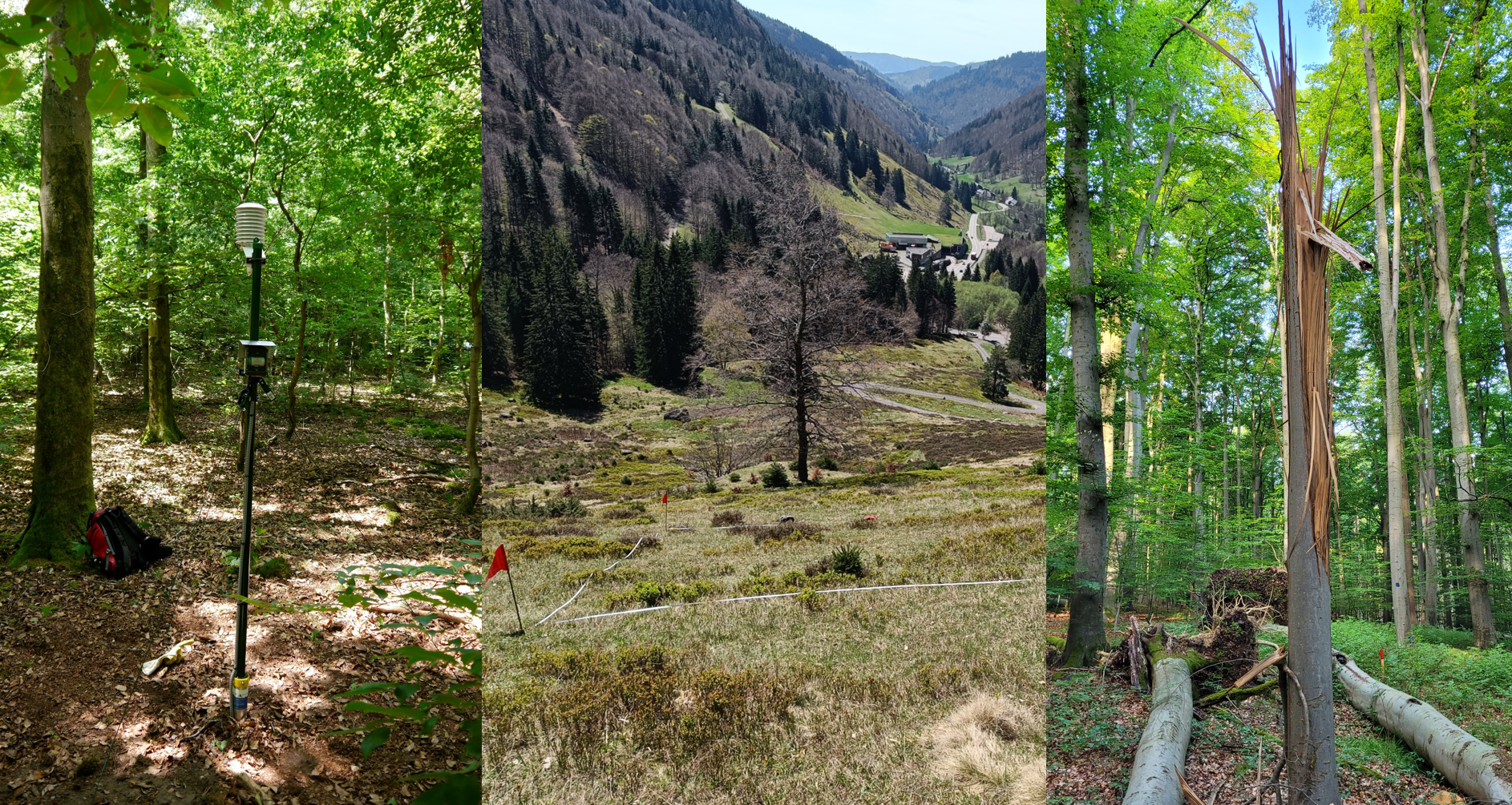 Drei Fotos aus dem Biologischen Messnetz zeigen eine im Wald aufgebaute Klimastation, eine zur Aufnahme markierte Grünlandfläche und der Blick in eine Dauerbeobachtungsfläche im Wald mit umgestürzten Bäumen.