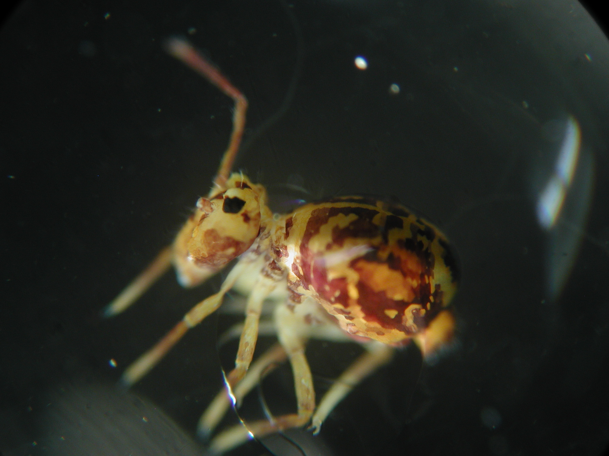 Dicyrtomina ornata unter dem Mikroskop
