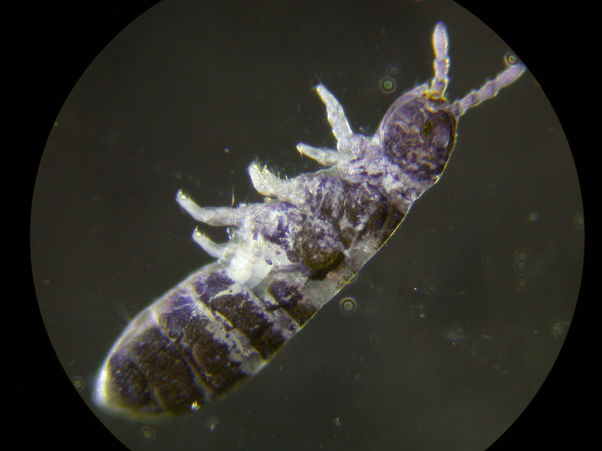 Anurophorus laricis unter dem Mikroskop