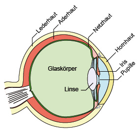 Augenquerschnitt