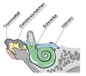 Querschnitt Innen- und Mittelohr