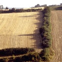 zwei abgeerntete Felder, die durch eine Feldhecke getrennt sind