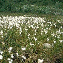 Niedermoor mit blühendem Wollgras