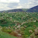 Blick über eine blühende Obstwiese