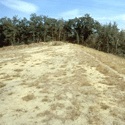 Sandfläche vor einem Waldrand mit verdorrtem Bewuchs