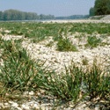 Schotterflächen, die vereinzelt bewachsen ist