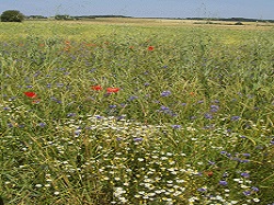 Lebensraum Feldflur