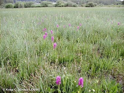 Streuwiese / Niedermoor