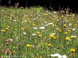 blütenreiche Wirtschaftswiese / Obstwiese