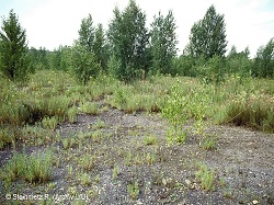 Lebensraum Schotterflächen