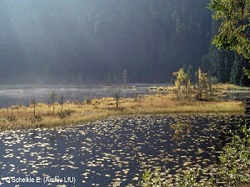 Lebensraum Seen, Weiher und Teiche