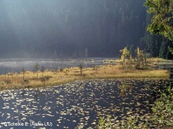 Lebensraum Seen, Weiher und Teiche