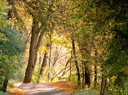 Wald