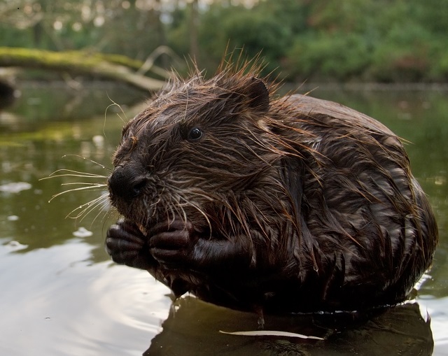 Biber im flachen Wasser sitzend