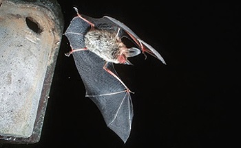 Bechsteinfledermaus im Flug