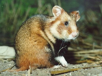 Ansichtskarte common hamster Feldhamster mit dicken Backentaschen