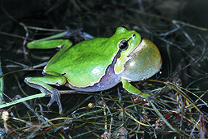 Laubfrosch rufend