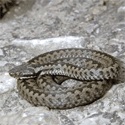 Kreuzotter (Vipera berus)